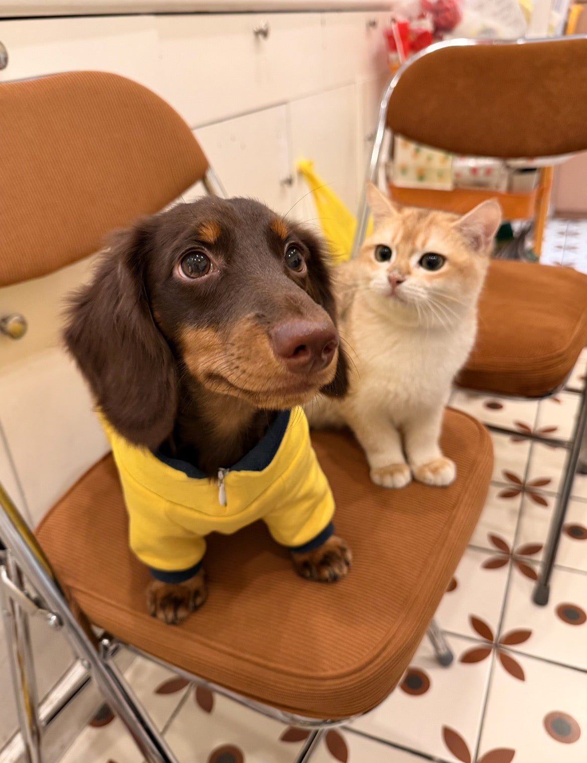 Pet Care